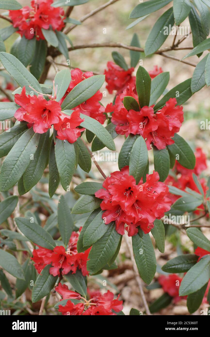Rhododendron Banque D'Images
