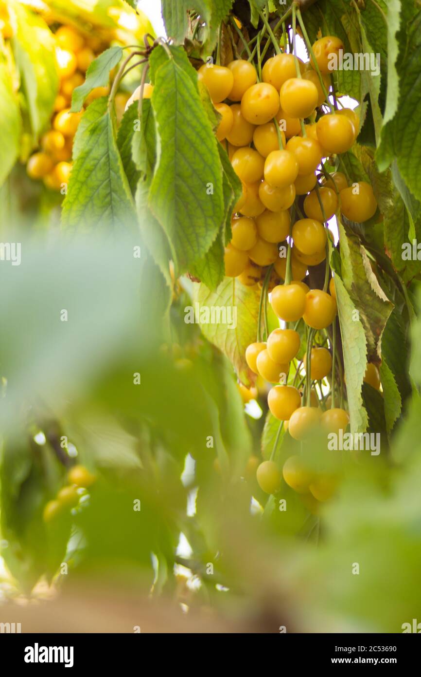 Les cerises blanches commencent à mûrir, les feuilles sont encore très vert clair Banque D'Images