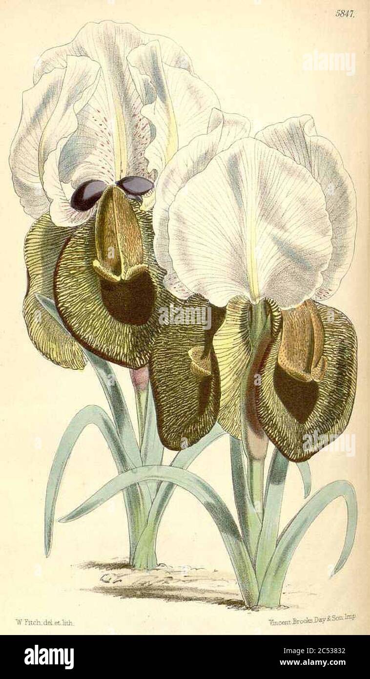 Iris iberica par WH Fitch pour le magazine botanique de Curtis. Banque D'Images