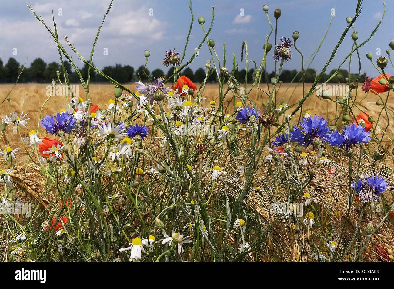 Fleurs sauvages d'été à côté des champs de céréales dans le Mecklembourg Vorpommern, Allemagne Banque D'Images