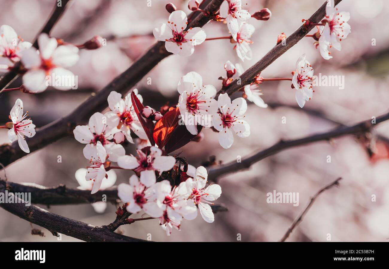 Gros plan de fleurs roses et blanches sur un arbuste de cerises de sable au printemps. Banque D'Images