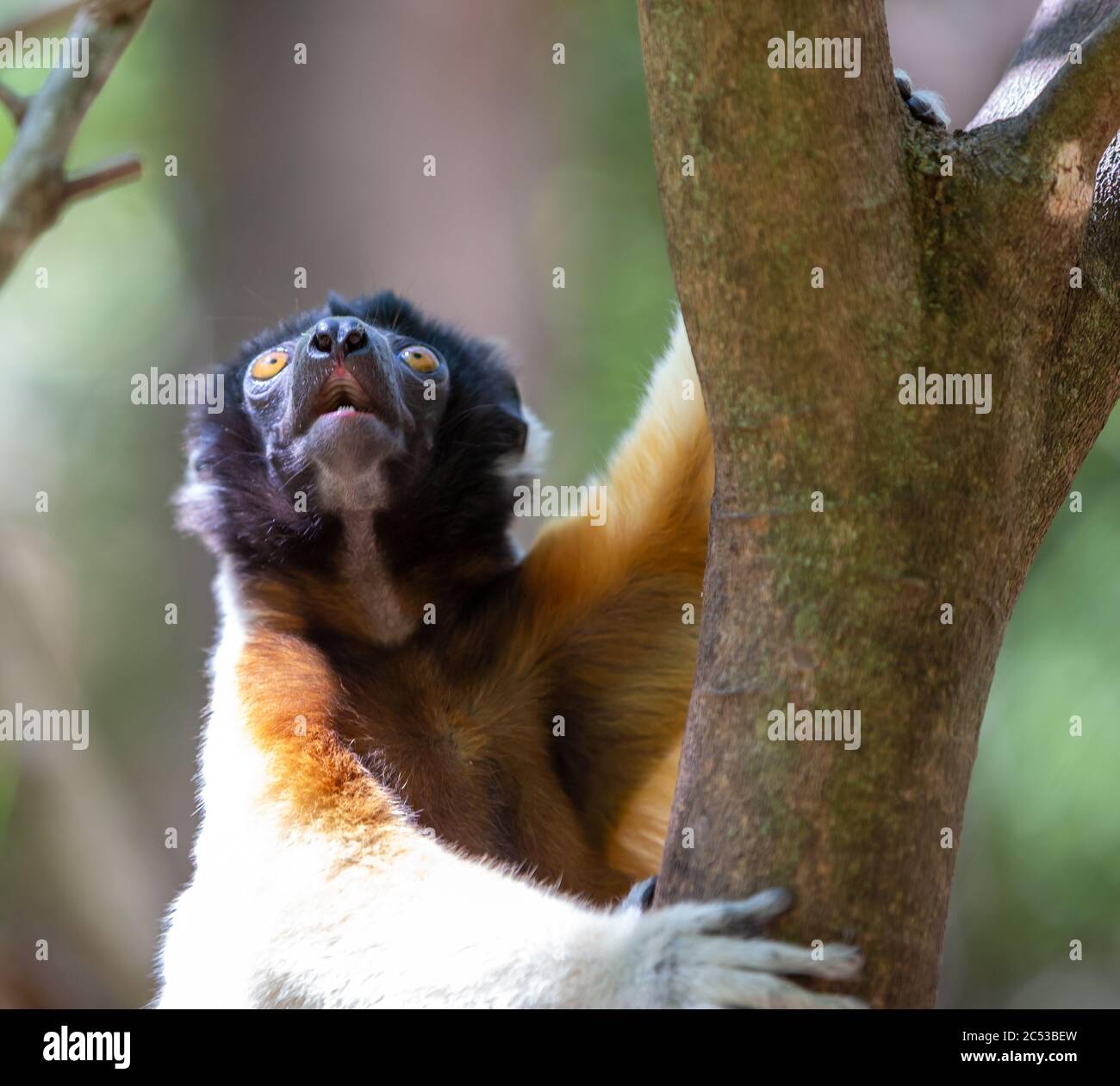 Un citron Sifaka qui s'est rendu confortable dans la cime d'arbre Banque D'Images