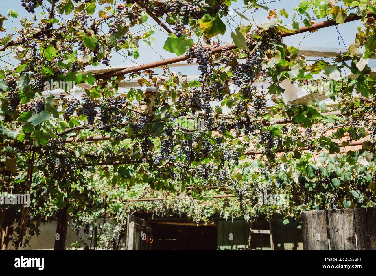 Grapevine avec des raisins bleus utilisé comme une protection solaire pour l'ombre de la cour pendant la chaude journée ensoleillée d'été en Roumanie Banque D'Images