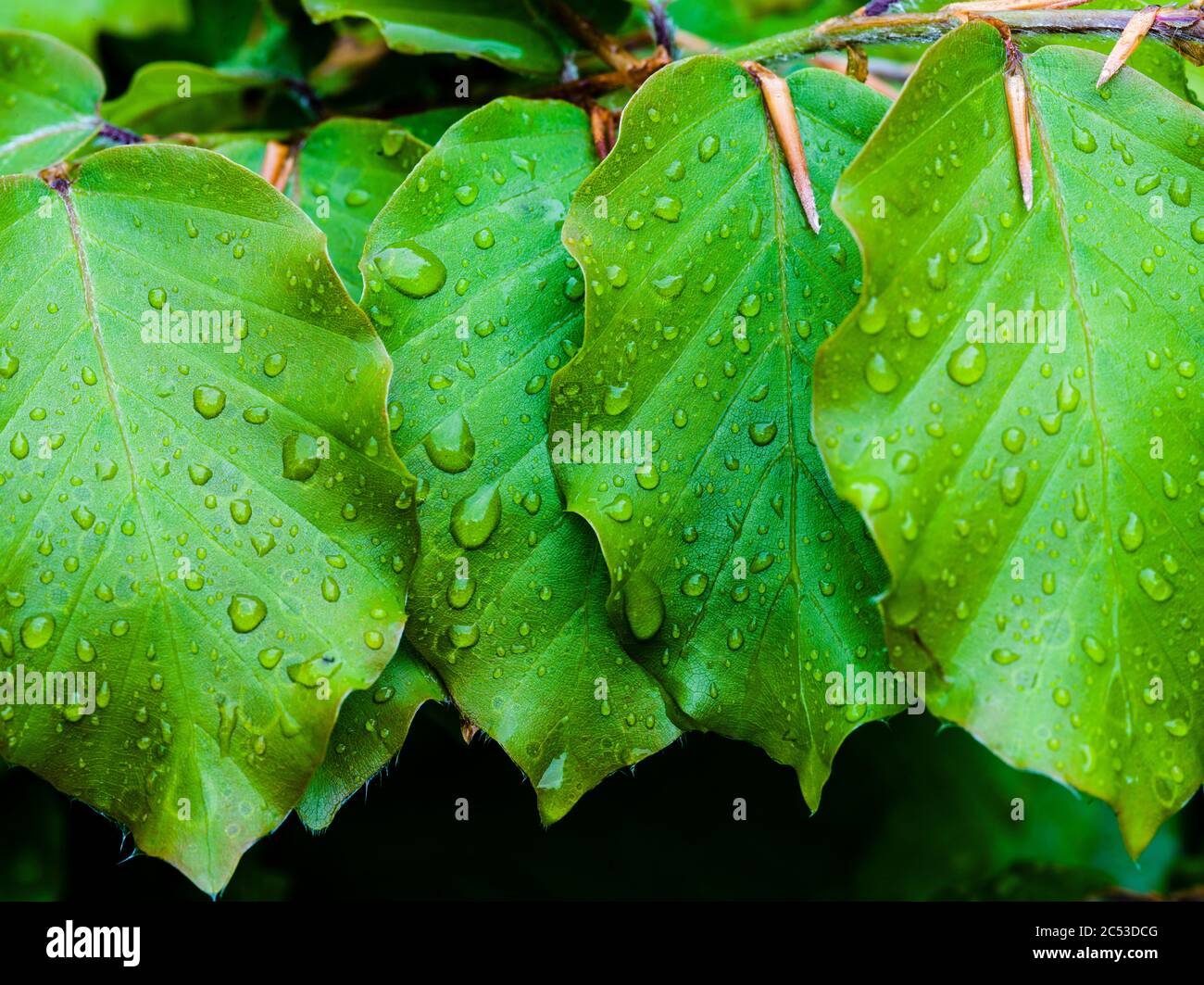 Feuilles vertes humides par temps pluvieux Banque D'Images