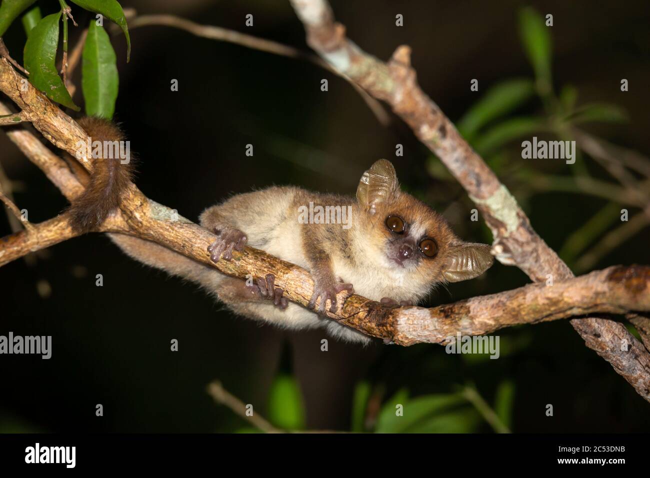 Un petit lémurien de souris regarde d'une branche la nuit Banque D'Images