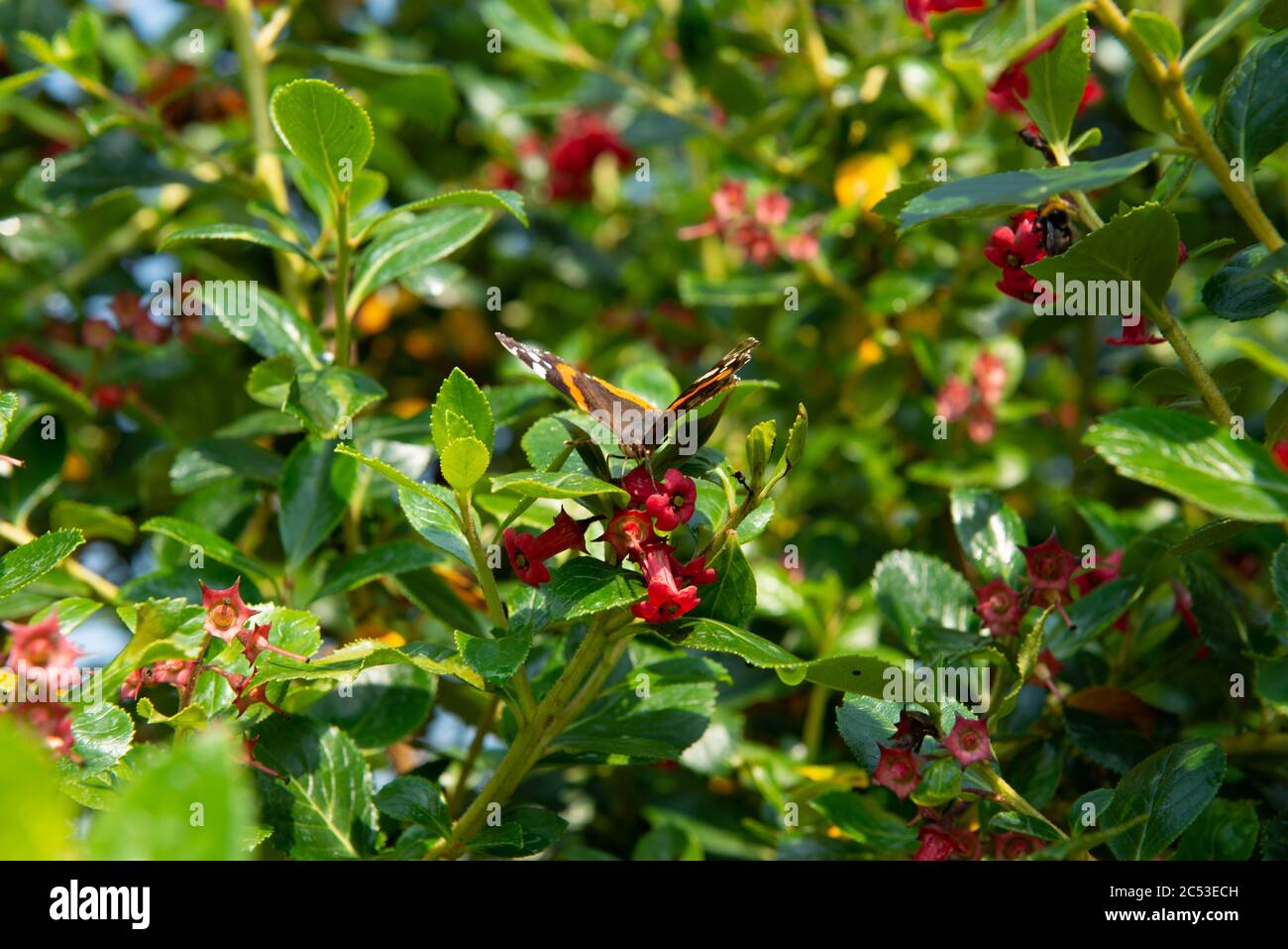 L'amiral rouge papillon perche sur des fleurs roses sous un soleil éclatant dans la campagne de l'Irlande du Nord Banque D'Images