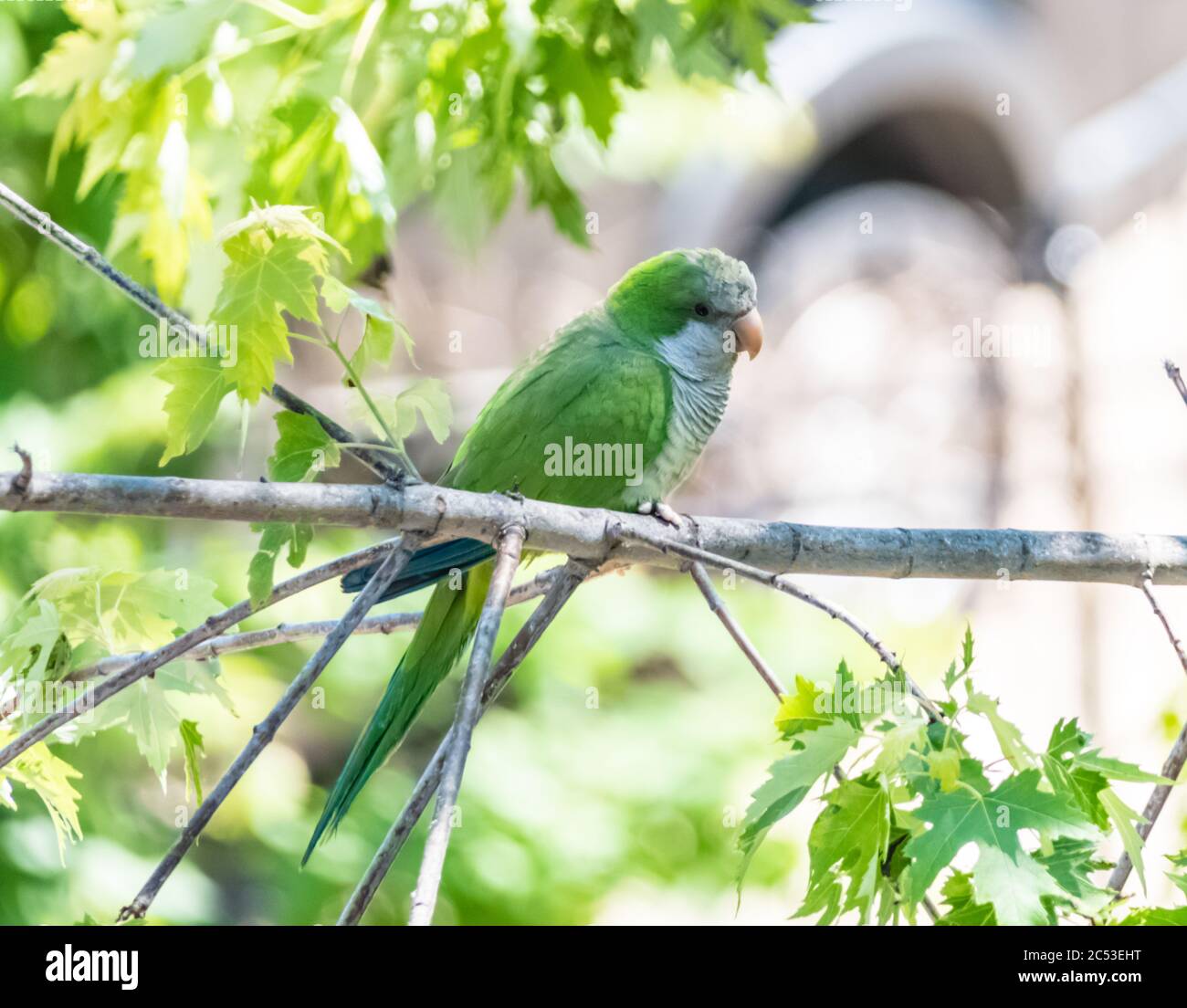 Monk parakeet d'une colonie sauvage de Chicago. Également connu sous le nom de parakeet quaker Banque D'Images