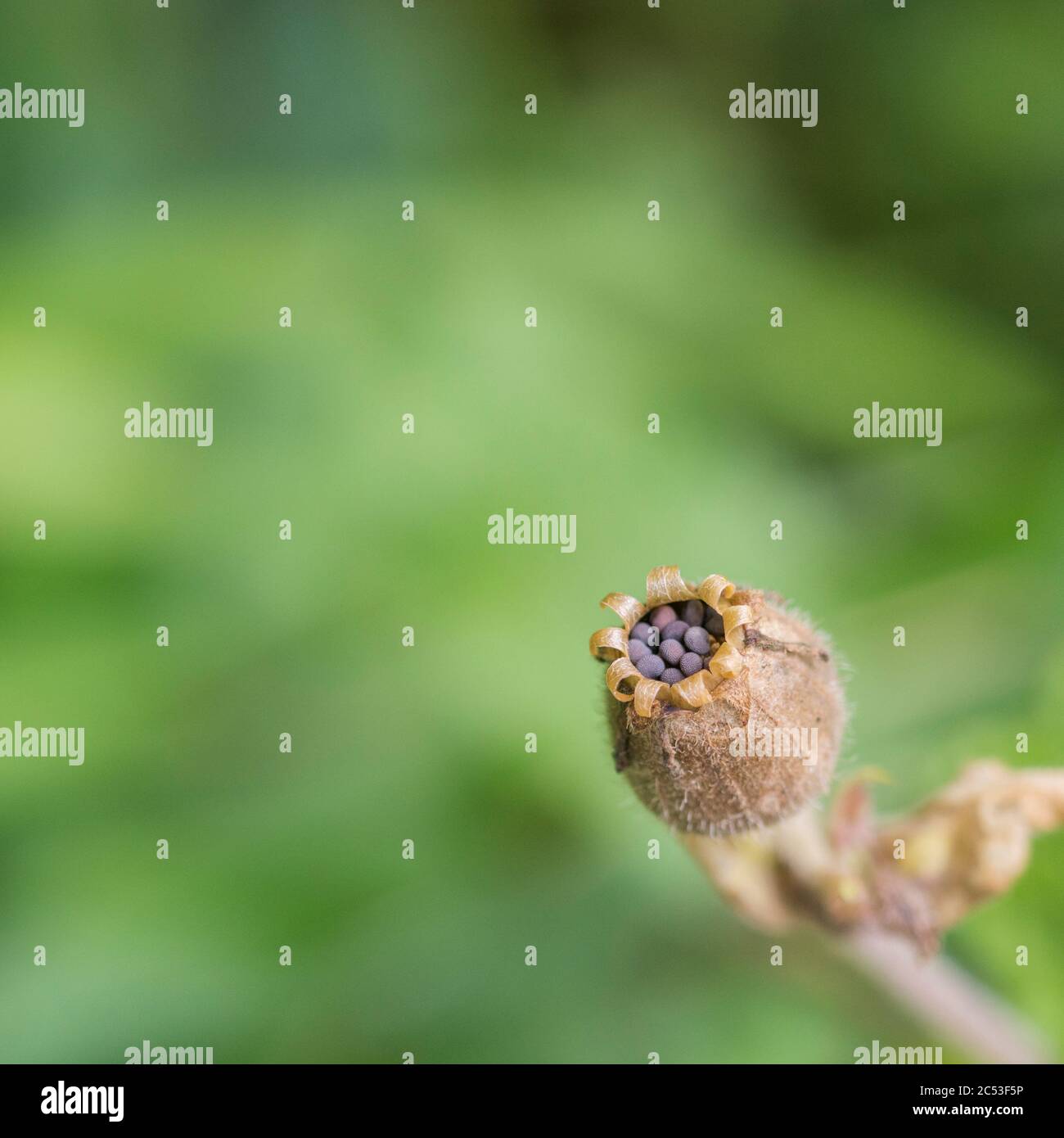 Gros plan de graines de noirâtre / tête de semence de Red Campion / Silene dioica dans la gousse de graines ouvertes. Banque D'Images