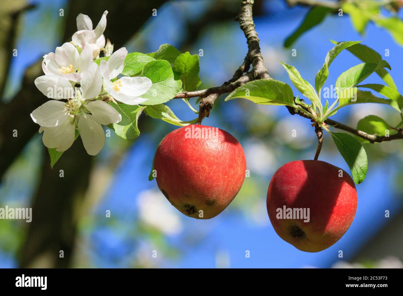 Pommes rouges de l'année dernière à l'arbre de pomme en fleur Banque D'Images