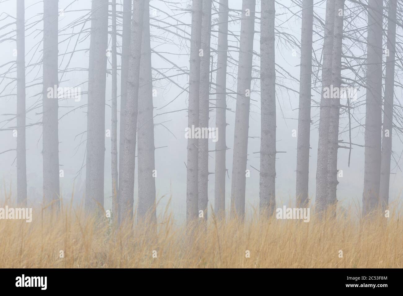 Forêt d'épinette de brume dans la région de Turiec, Slovaquie. Banque D'Images