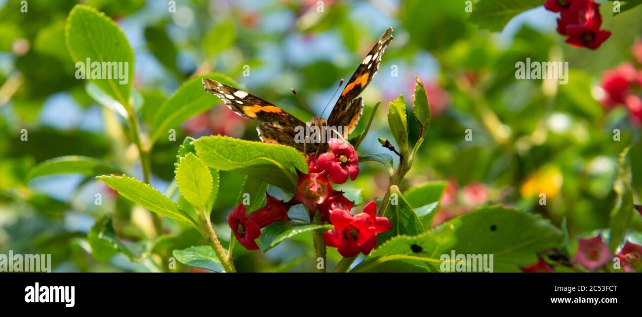 L'amiral rouge papillon perche sur des fleurs roses sous un soleil éclatant dans la campagne de l'Irlande du Nord Banque D'Images