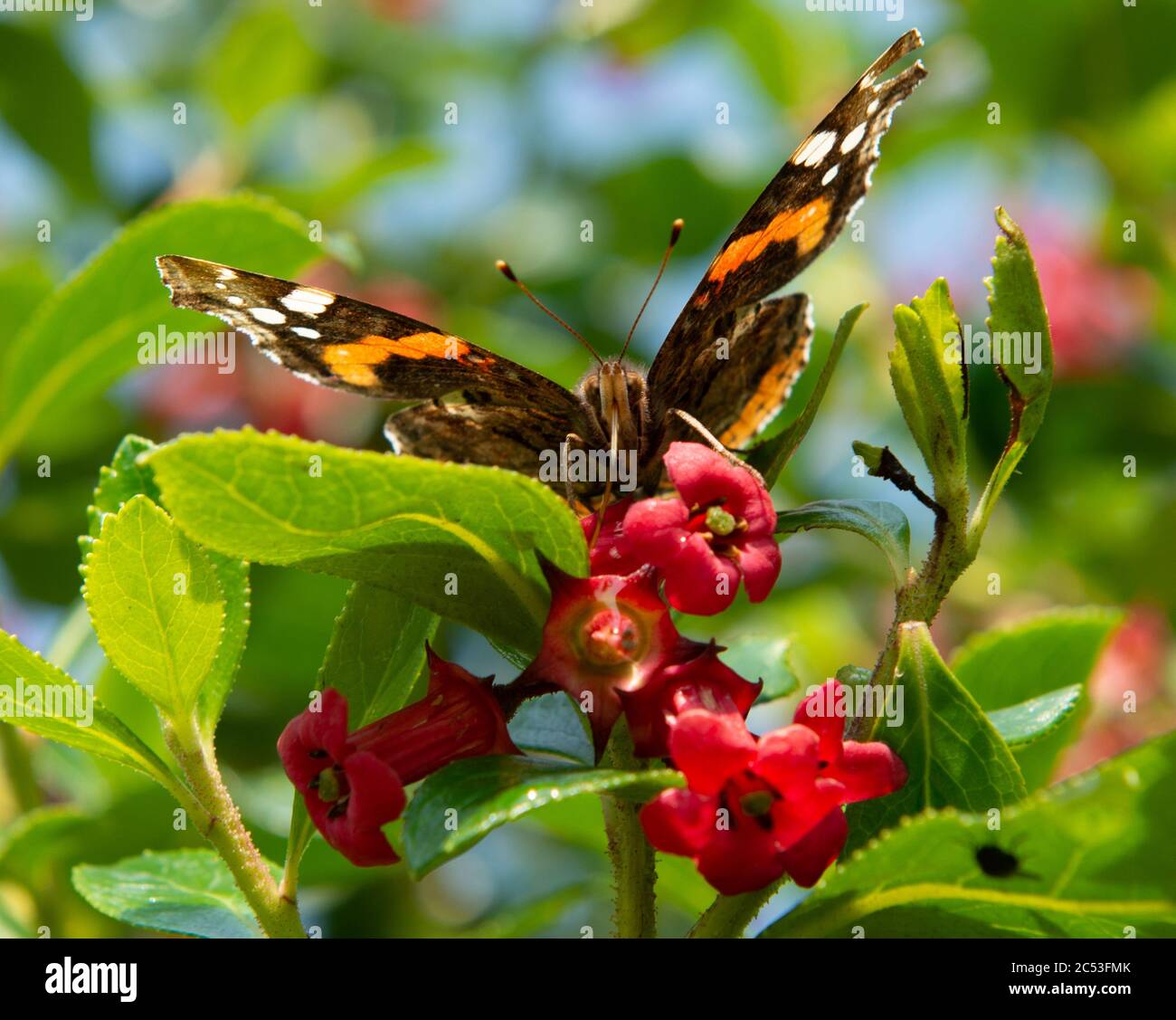 L'amiral rouge papillon perche sur des fleurs roses sous un soleil éclatant dans la campagne de l'Irlande du Nord Banque D'Images