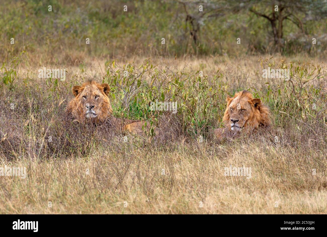 Lion (Panthera leo). Deux lions mâles se trouvant dans la longue herbe, parc national du lac Nakuru, Kenya, Afrique Banque D'Images