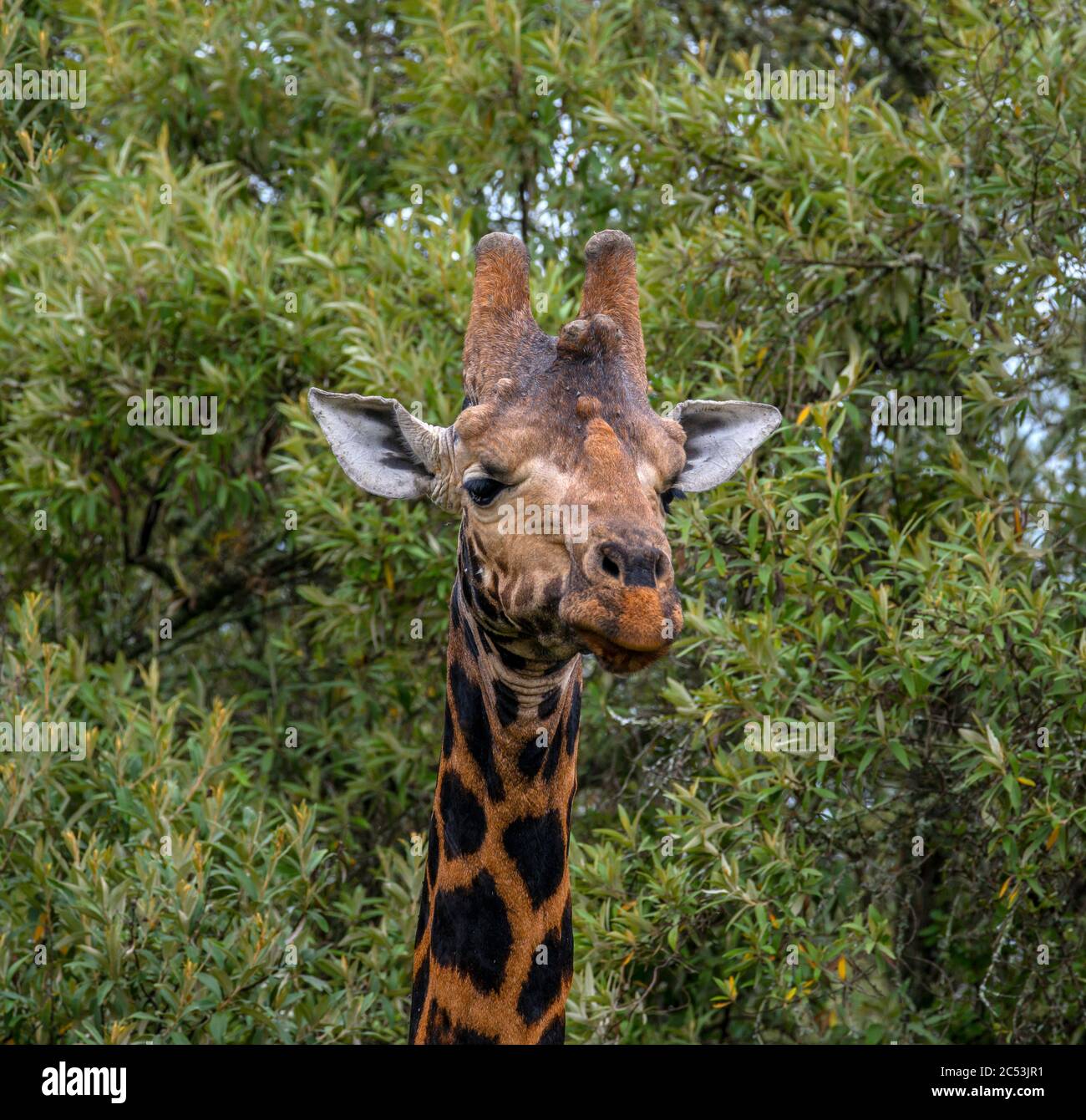 La girafe de Rothschild (Giraffa camelopardalis rothschild) dans le parc national du lac Nakuru, Kenya, Afrique Banque D'Images