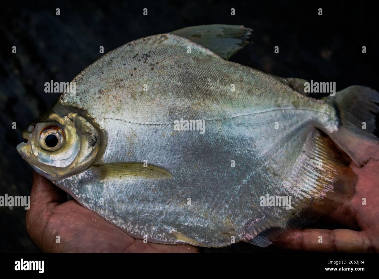 Mylosoma durivente, un poisson du bassin de l'orinoco et du bassin de l'Amazone pris par un péroniste avec un crochet. Banque D'Images