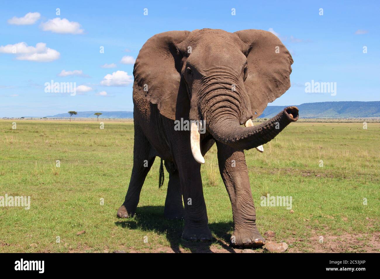 Un vieux taureau d'éléphants avec de grandes défenses se déplace majestueusement au soleil sur la petite herbe de la savane kenyane, dans le ciel bleu de fond Banque D'Images