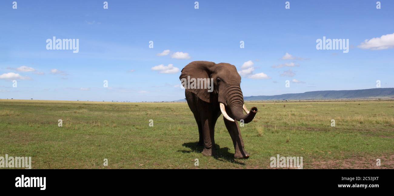 Un vieux taureau d'éléphants avec de grandes défenses se déplace majestueusement au soleil sur la petite herbe de la savane kenyane, dans le ciel bleu de fond Banque D'Images
