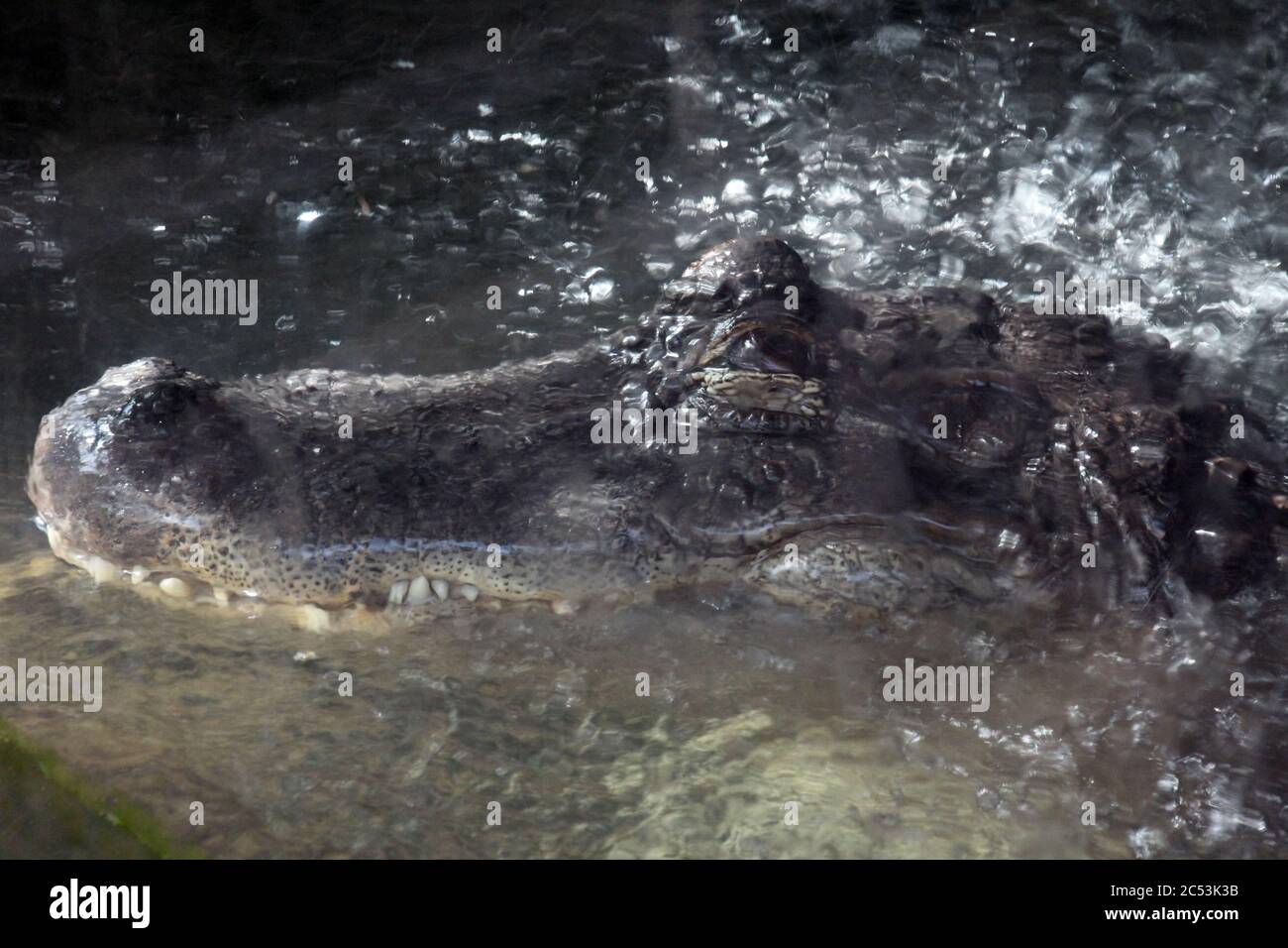 Mississippi-Alligator Banque D'Images