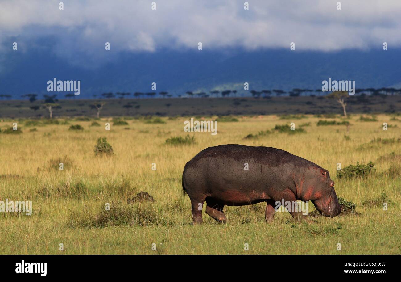 Un seul hippopotame tombe à l'extérieur de l'eau dans la savane kenyane dans la lumière dorée scintillante en début de matinée, dans les acacias de fond Banque D'Images