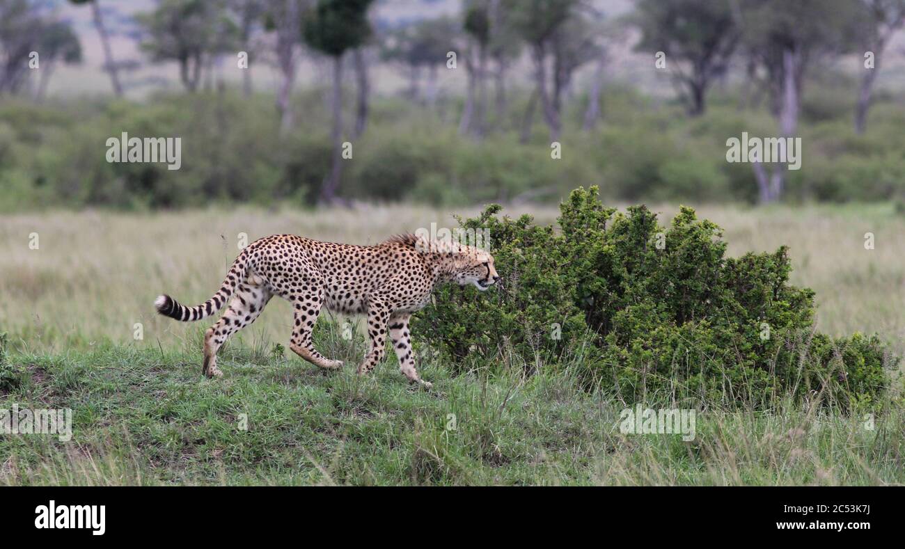 un guépard près d'un buisson observe une proie possible et commence à chasser Banque D'Images