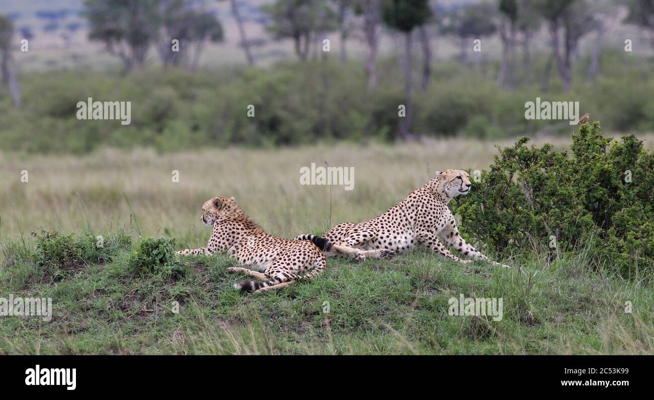 deux frères guépard sont en attente sur une petite colline verte près d'un buisson et regardent une proie possible Banque D'Images