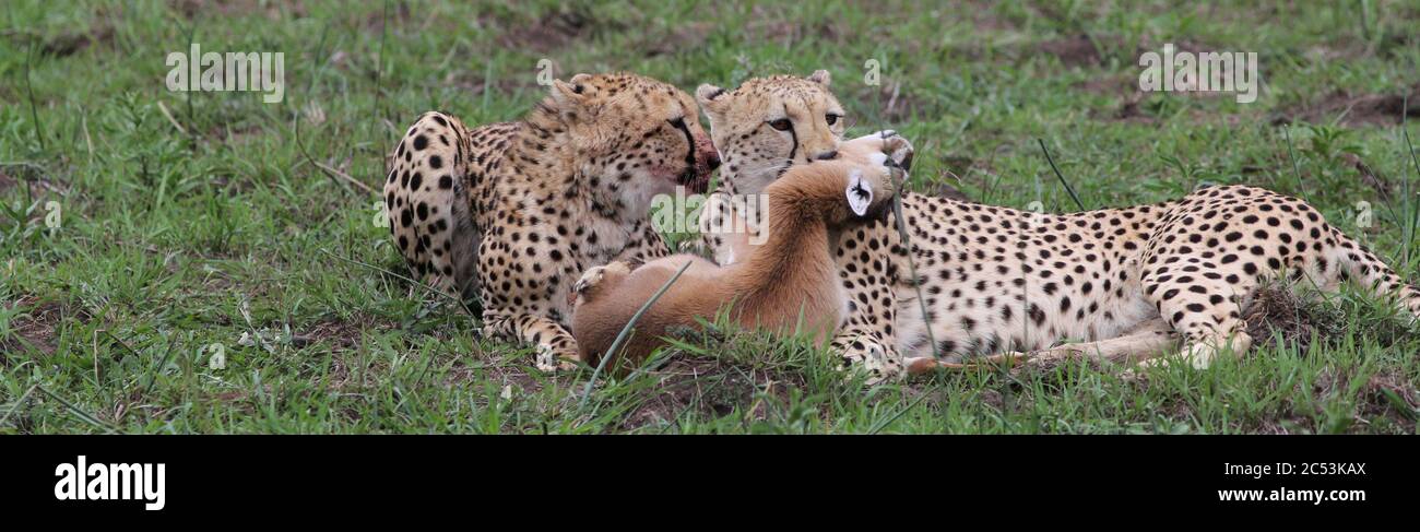 Après une chasse réussie, deux frères guépard mangent la proie d'une gazelle de Thomson Banque D'Images