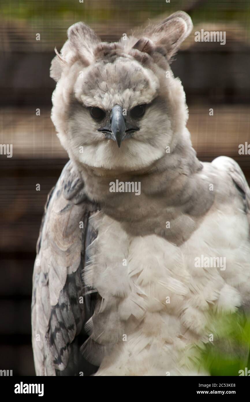 Aigle harpie américain - harpia harpyja Banque D'Images