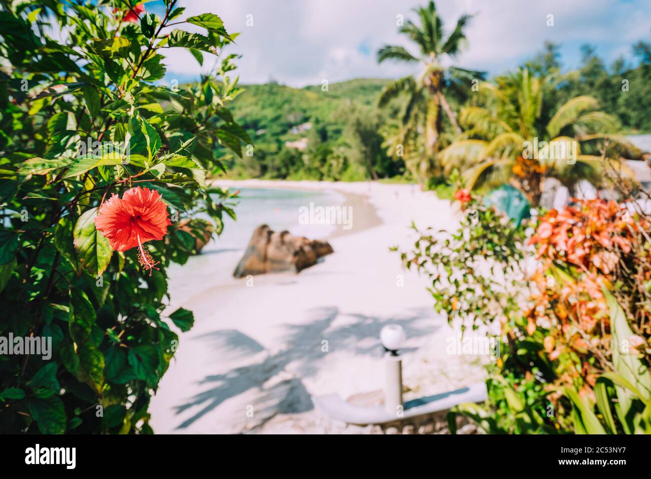 Plage d'Anse Takamaka, Seychelles. Hibiscus rouge tropical sur une plage de sable et cocotiers en arrière-plan. Banque D'Images