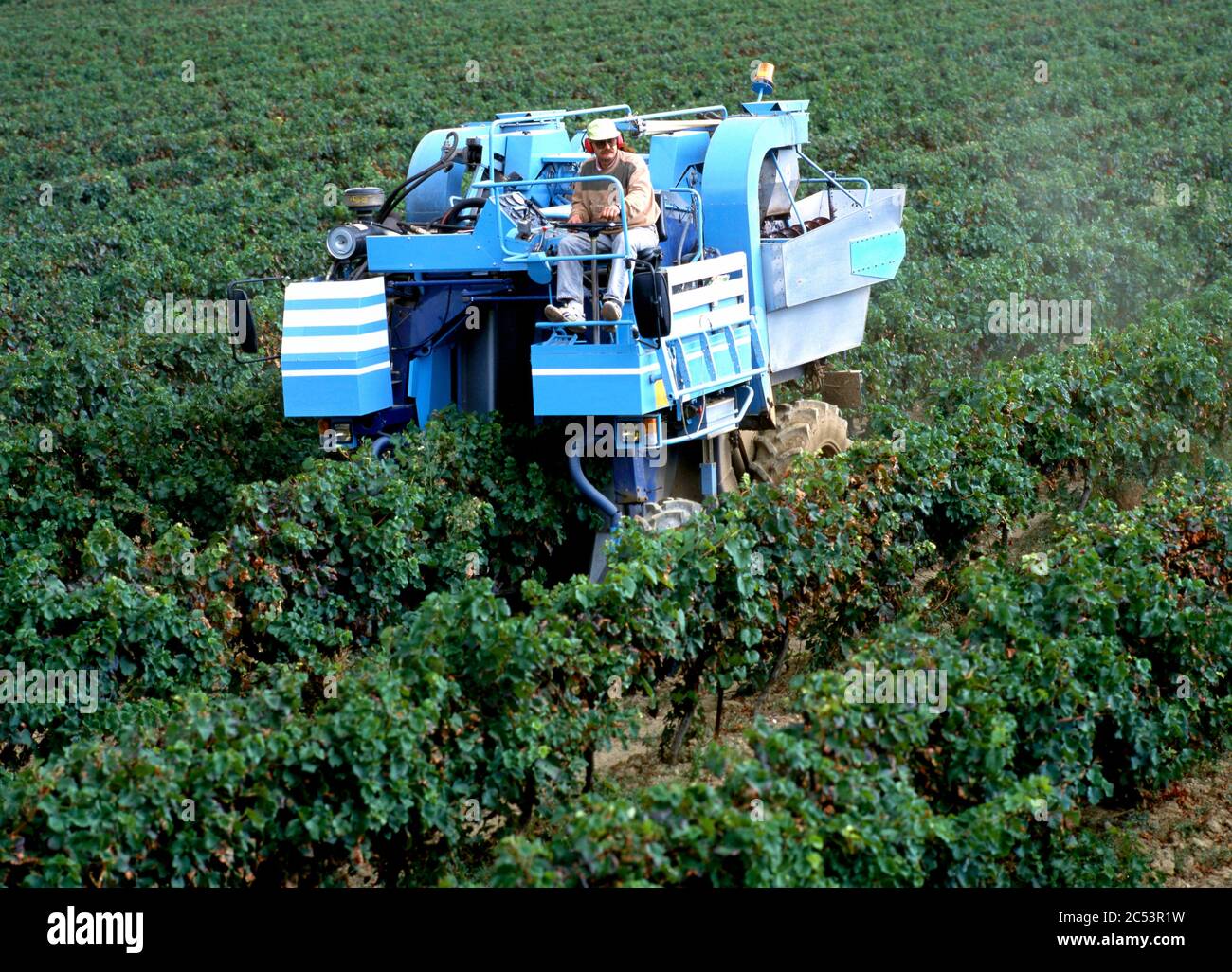 Maubec,France-septembre 15,2019: La récolte mécanique des raisins est la méthode la plus efficace pour enlever les raisins des vignes. Une récolteuse mécanique vi Banque D'Images