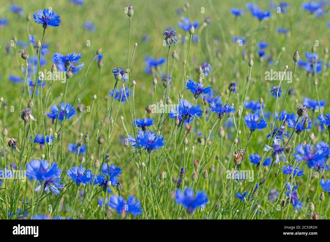 Fleurs de maïs, Cyanus segetum, dans un champ Banque D'Images