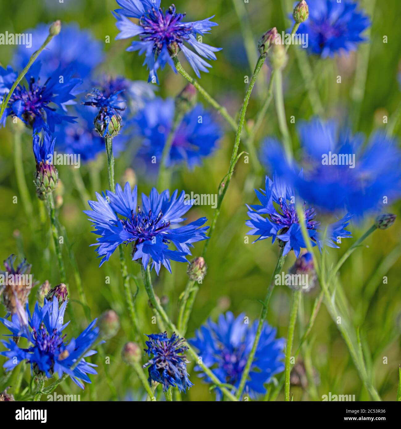 Fleurs de maïs, Cyanus segetum, gros plan Banque D'Images