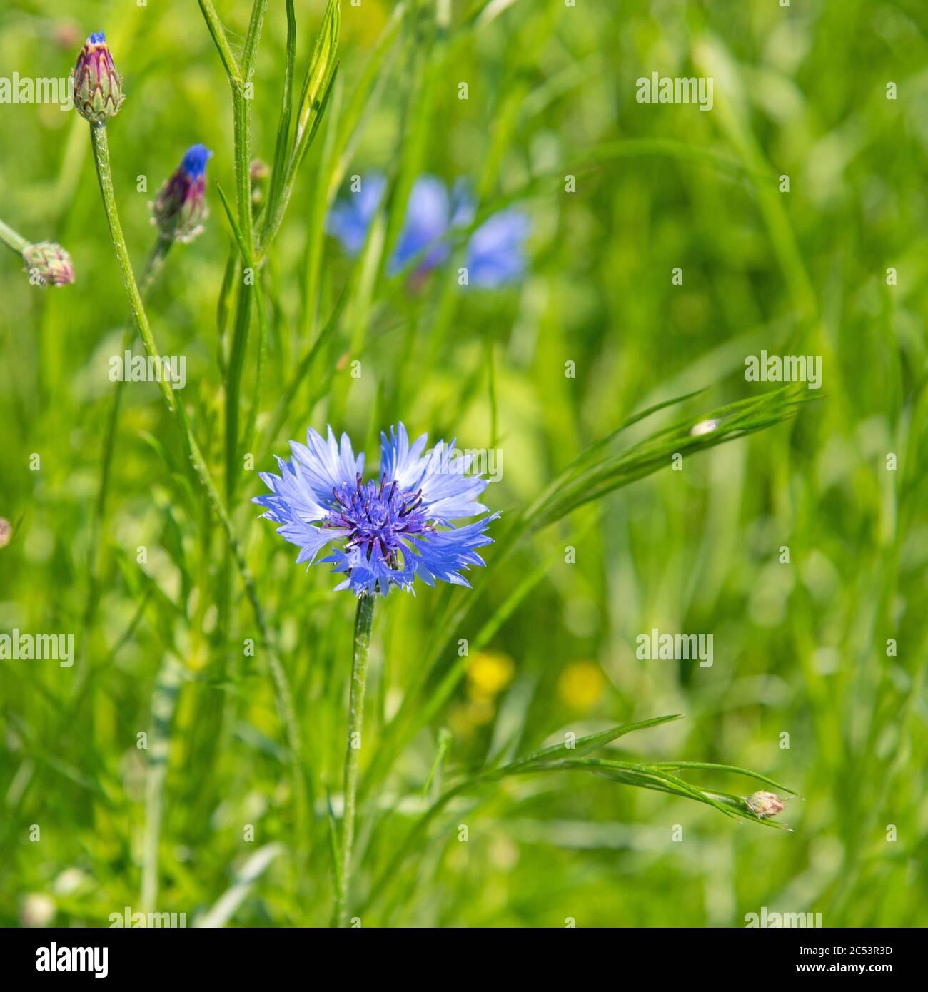 Fleurs de maïs, Cyanus segetum, gros plan Banque D'Images