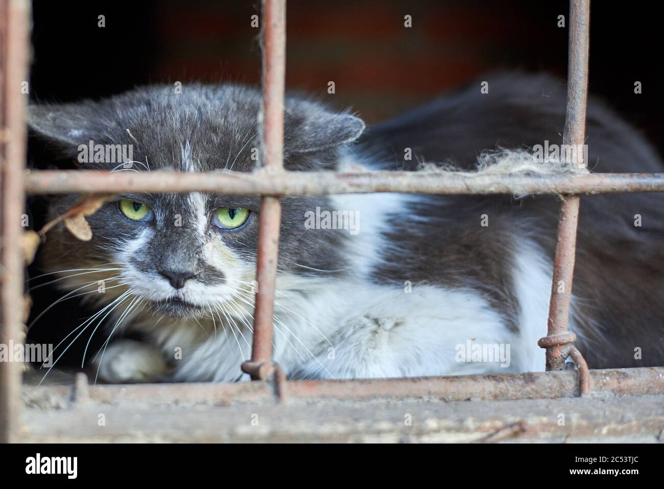 Sans Abri Triste Chat Regarde Sans Contusly A Travers Le Sous Sol De Grille Au Monde Photo Stock Alamy