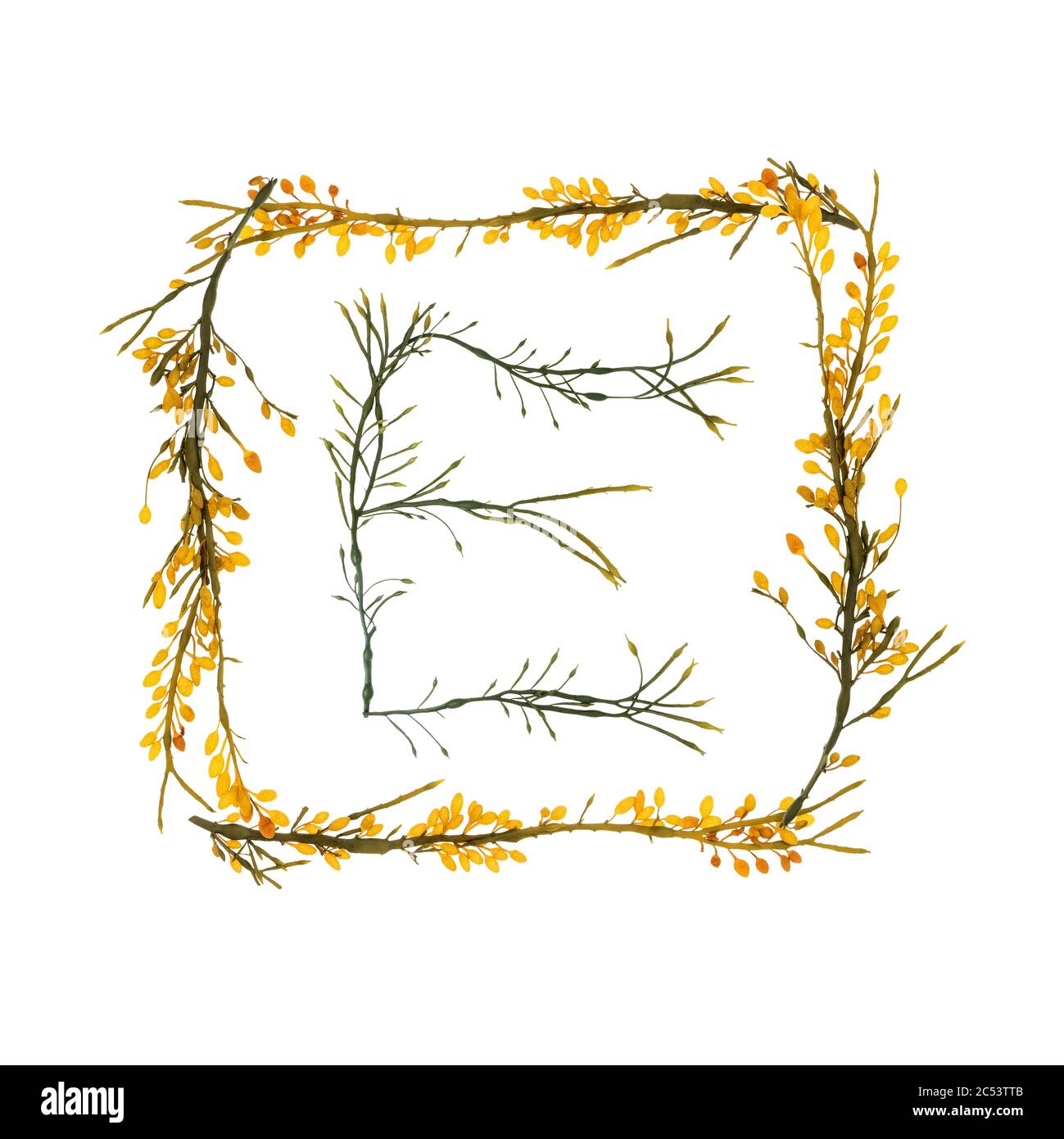 Des lettres et des frontières formées avec le rockweed (Ascophyllum nodosum) se sont rassemblées sur la rive de l'île du Mont Desert, dans le Maine. Les gousses jaunes sont des concepnacles. Banque D'Images