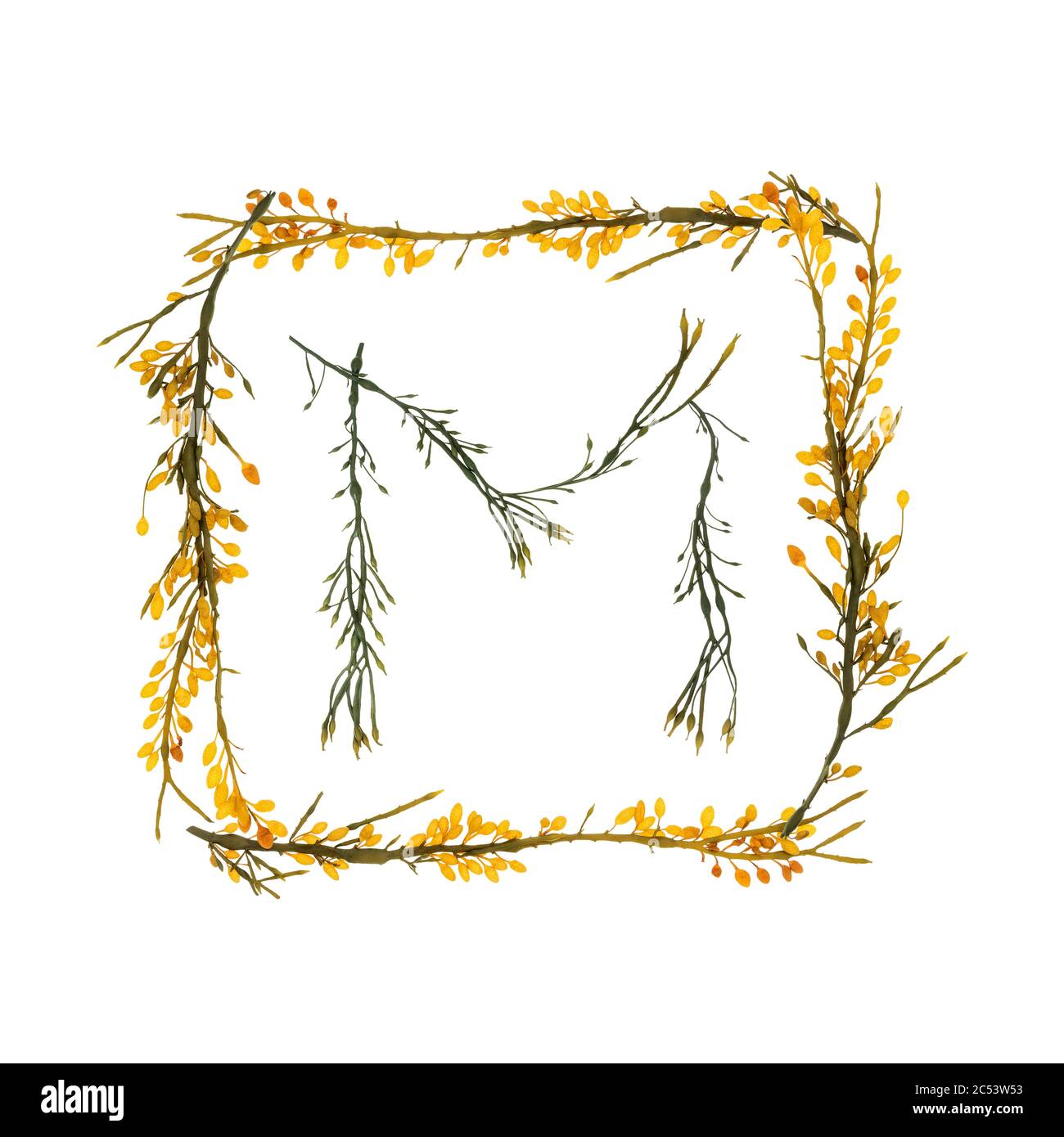 Des lettres et des frontières formées avec le rockweed (Ascophyllum nodosum) se sont rassemblées sur la rive de l'île du Mont Desert, dans le Maine. Les gousses jaunes sont des concepnacles. Banque D'Images