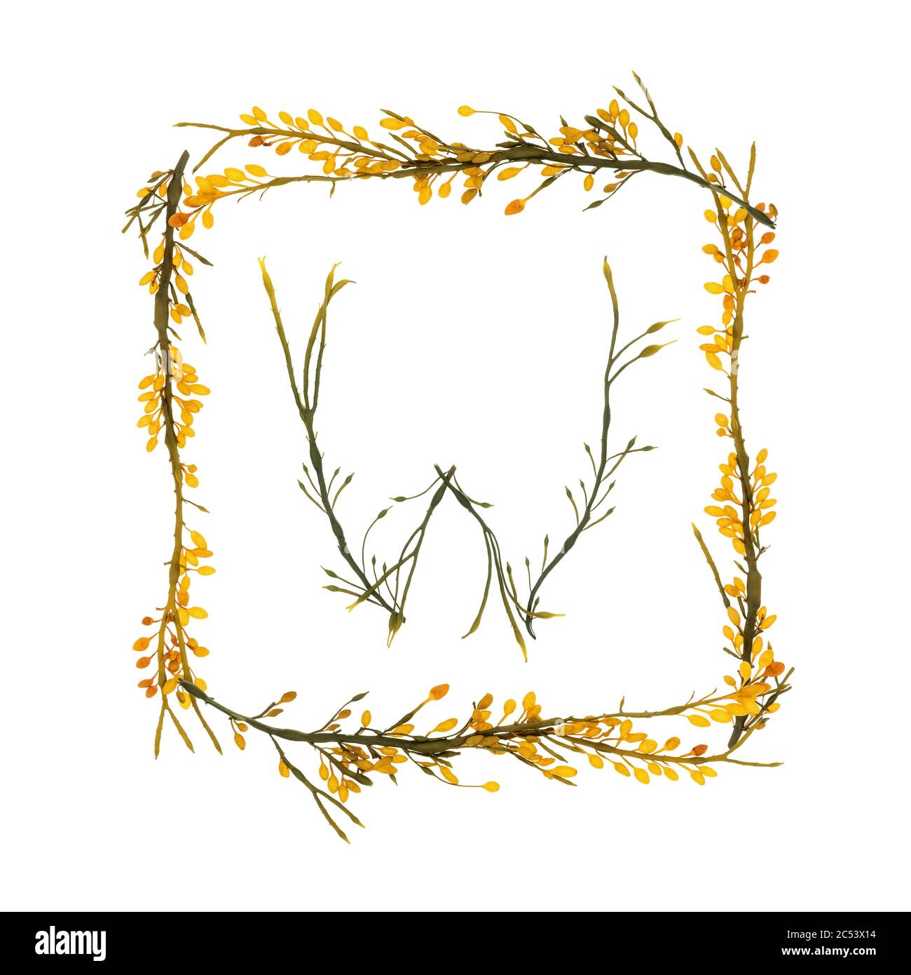Des lettres et des frontières formées avec le rockweed (Ascophyllum nodosum) se sont rassemblées sur la rive de l'île du Mont Desert, dans le Maine. Les gousses jaunes sont des concepnacles. Banque D'Images