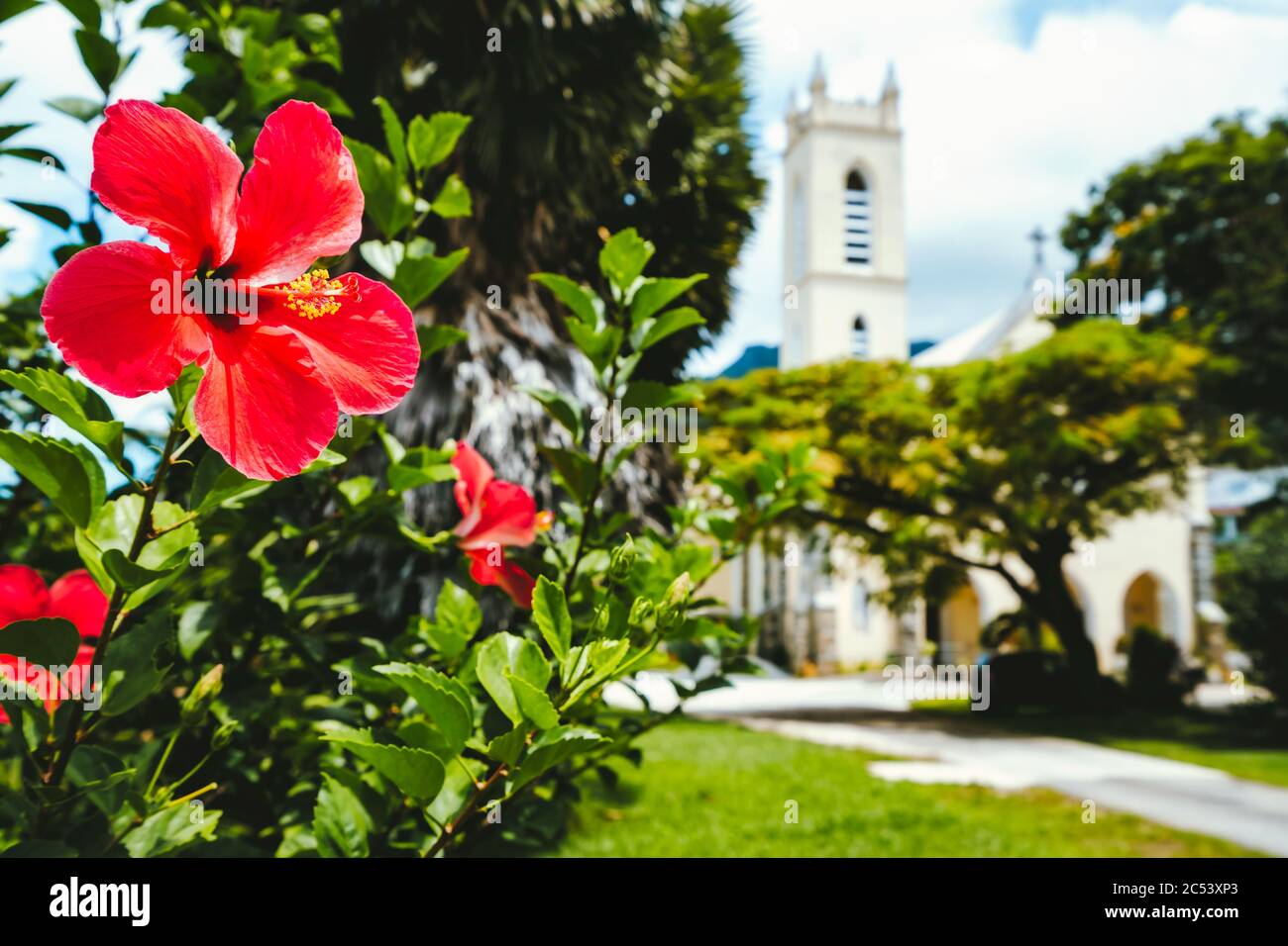 Fleur tropicale rouge rose avec pistil jaune sur fond sombre de l'île de Mahé - Seychelles. Banque D'Images Fleur tropicale rouge rose avec pistil jaune sur fond sombre de l'île de Mahé - Seychelles. Banque D'Images