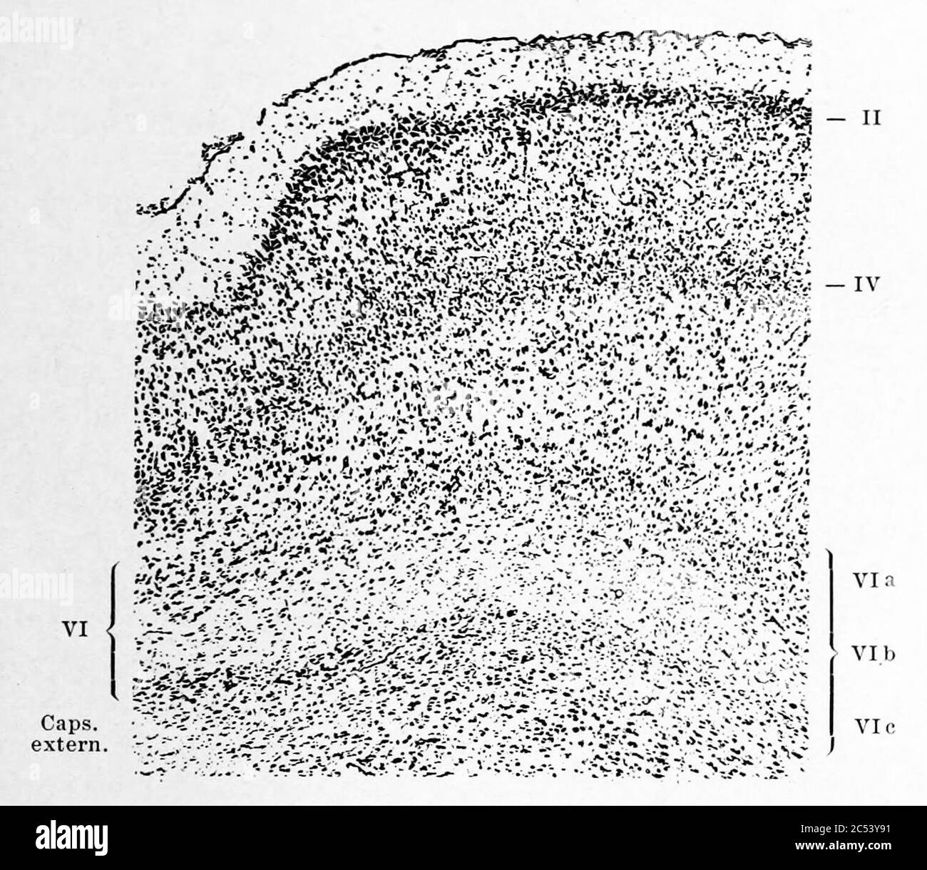 Les cellules granule des îles de Calleja, la capsule extrême et le claustrum dans le cerveau de kangourou (K. Brodmann, 1909, p. 61, fig. 36). Banque D'Images