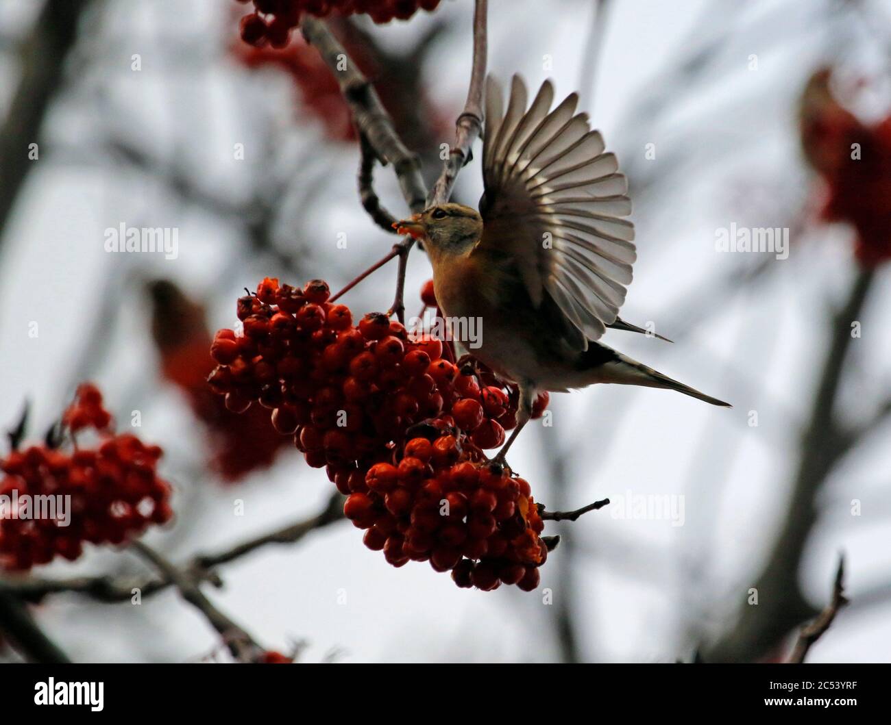 Les braminations se nourrissent de baies de rowan Banque D'Images