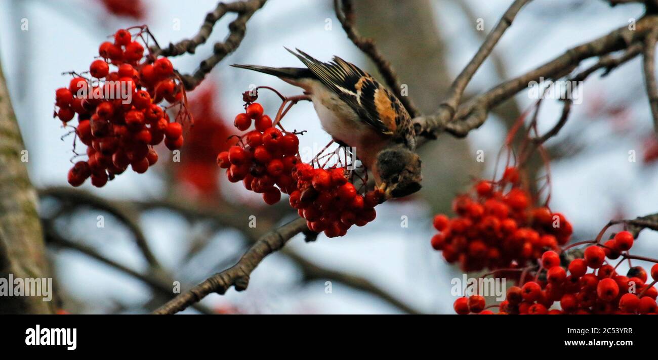 Les braminations se nourrissent de baies de rowan Banque D'Images