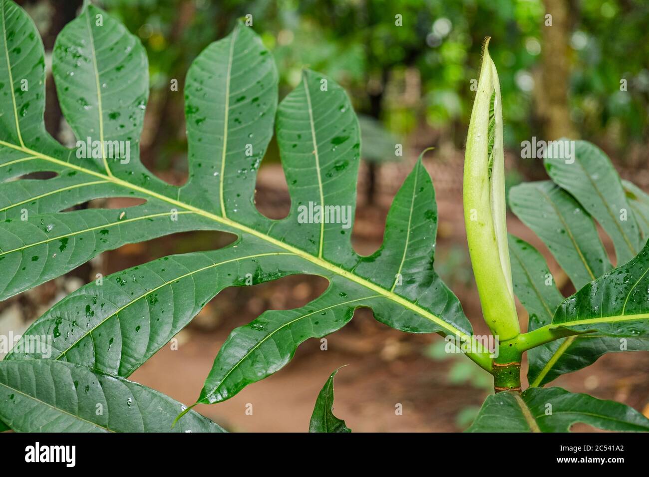 Feuille de figue, voyage dans un jardin d'épices au Sri Lanka Banque D'Images