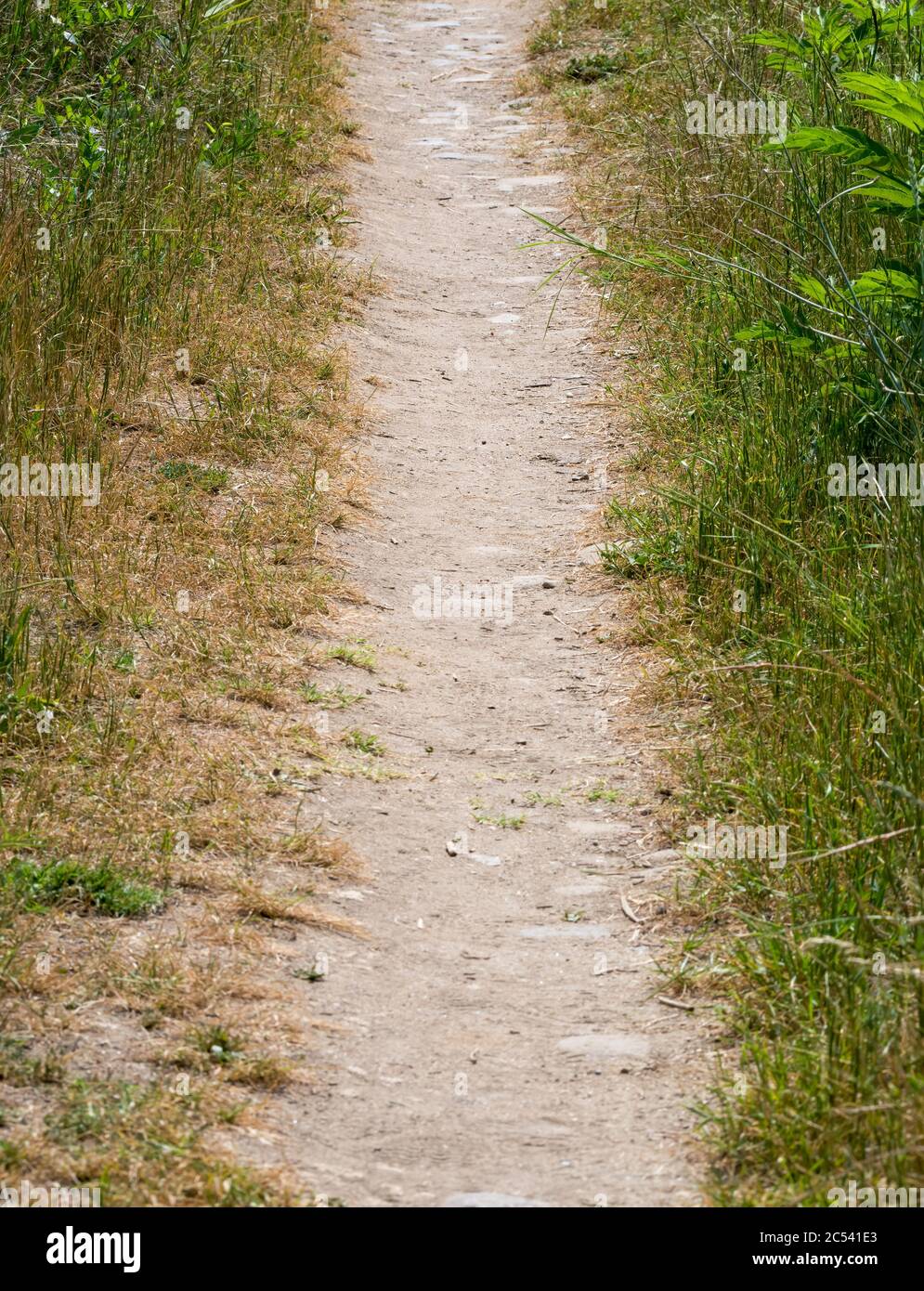 Gros plan avec un sentier ou un sentier à travers l'herbe dans la nature Banque D'Images