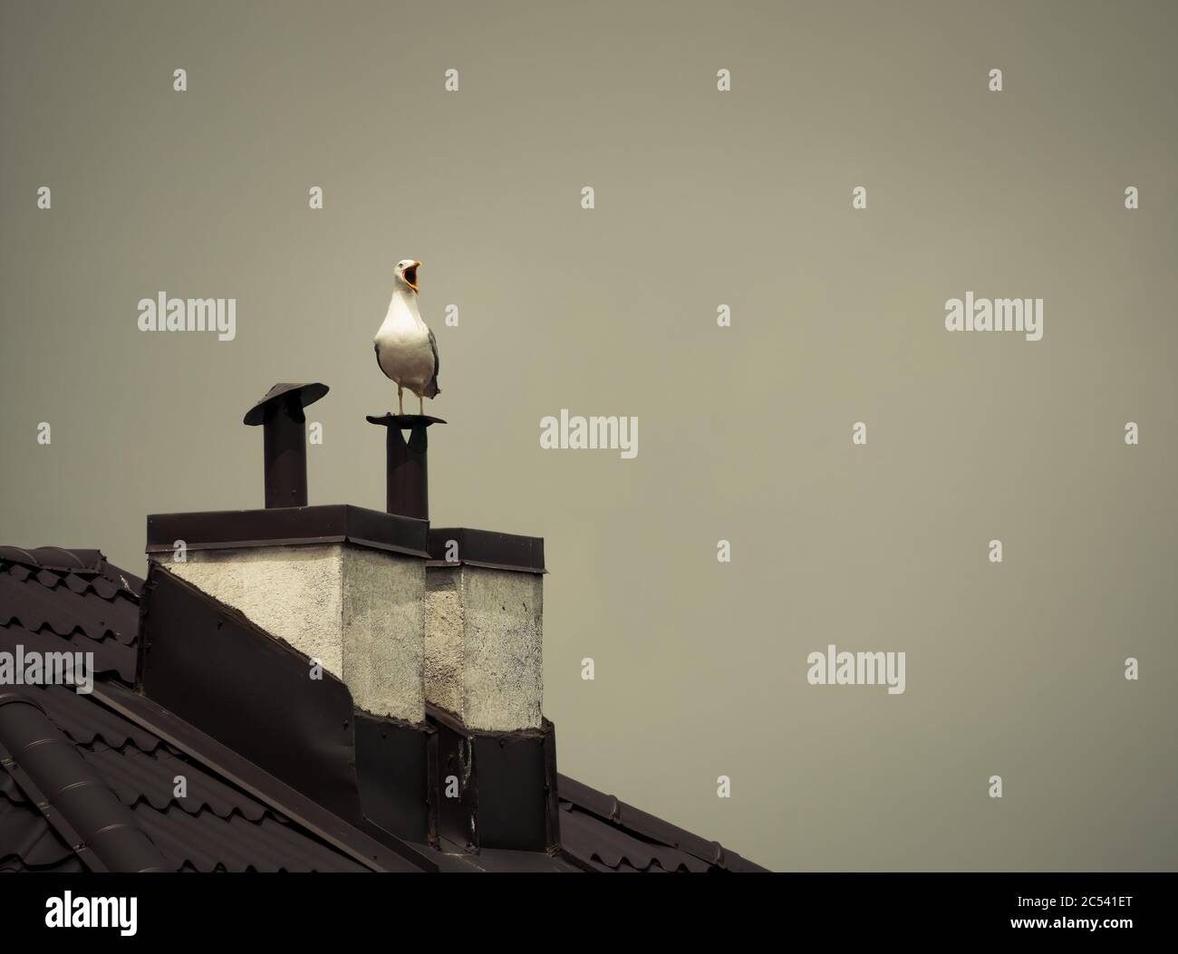 Un gull blanc assis sur la cheminée d'une maison. Banque D'Images