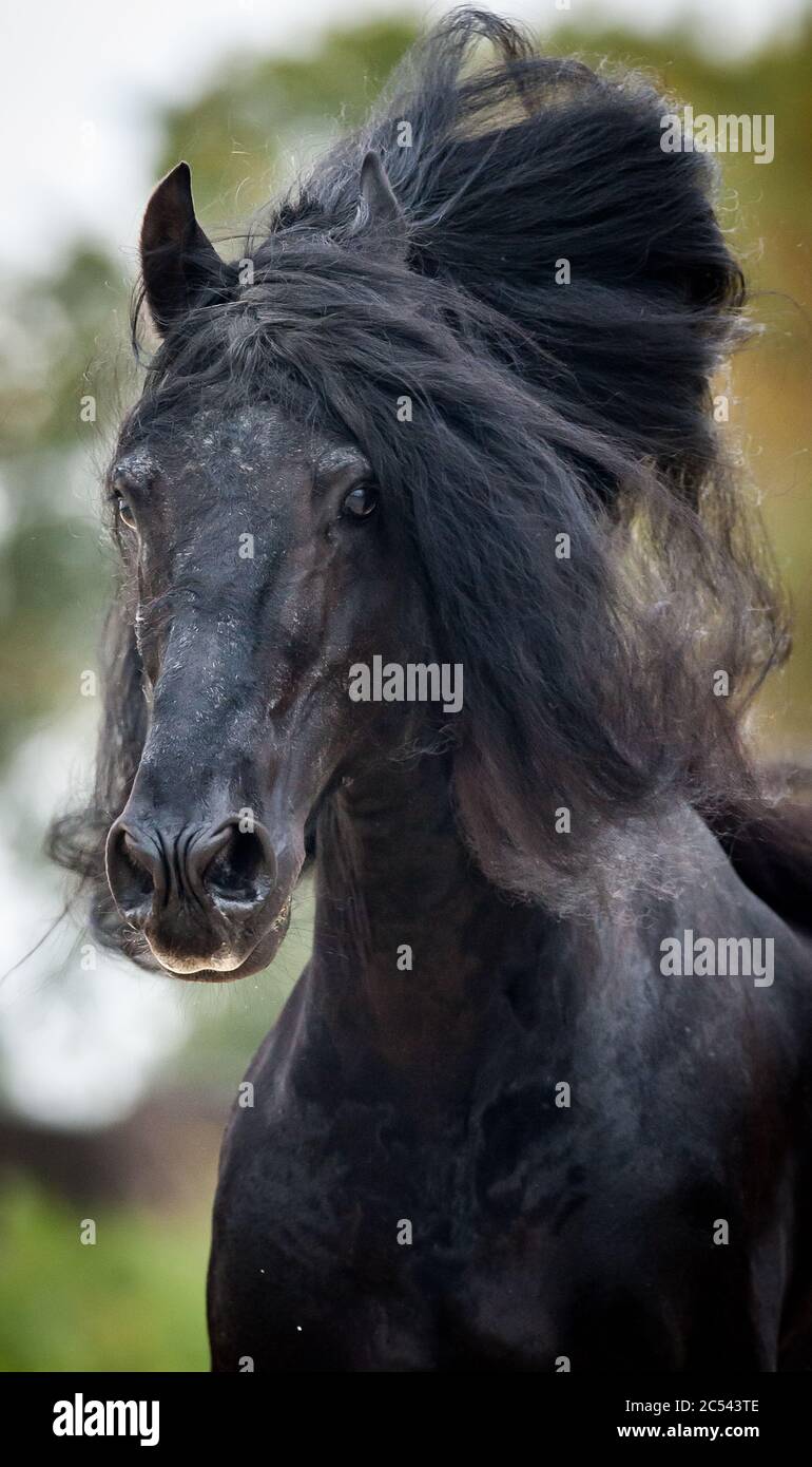 Magnifique portrait de l'étalon frison noir sur la course. Courses de chevaux Raven. Portrait de cheval sauvage avec longue mène. Cheval de race Banque D'Images