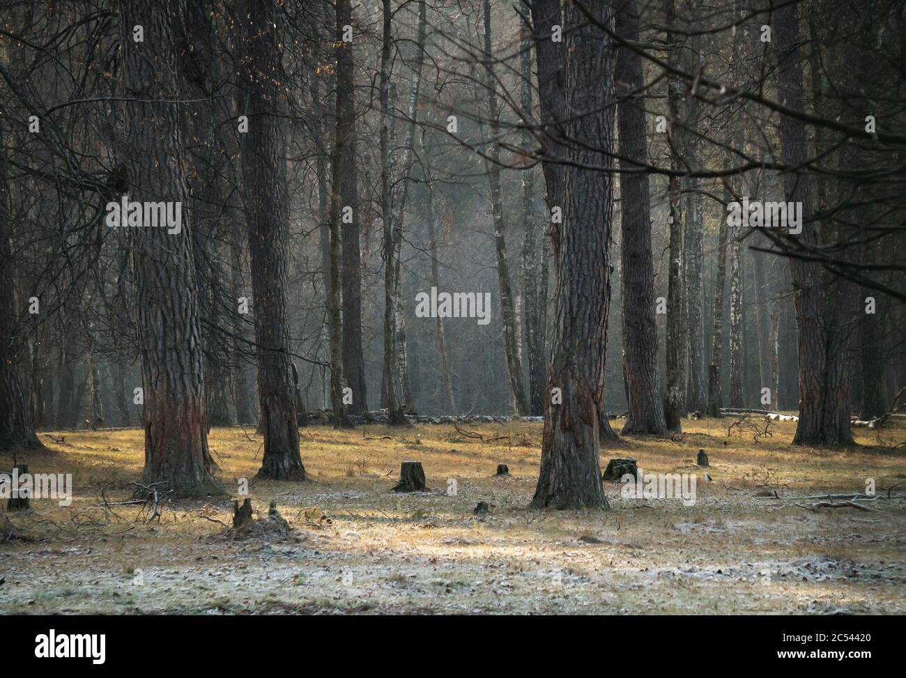 Arrière-plan de la forêt au début de l'hiver. Forêt sauvage gelée. Arbres et champs. Hiver sans neige, concept de changement climatique Banque D'Images