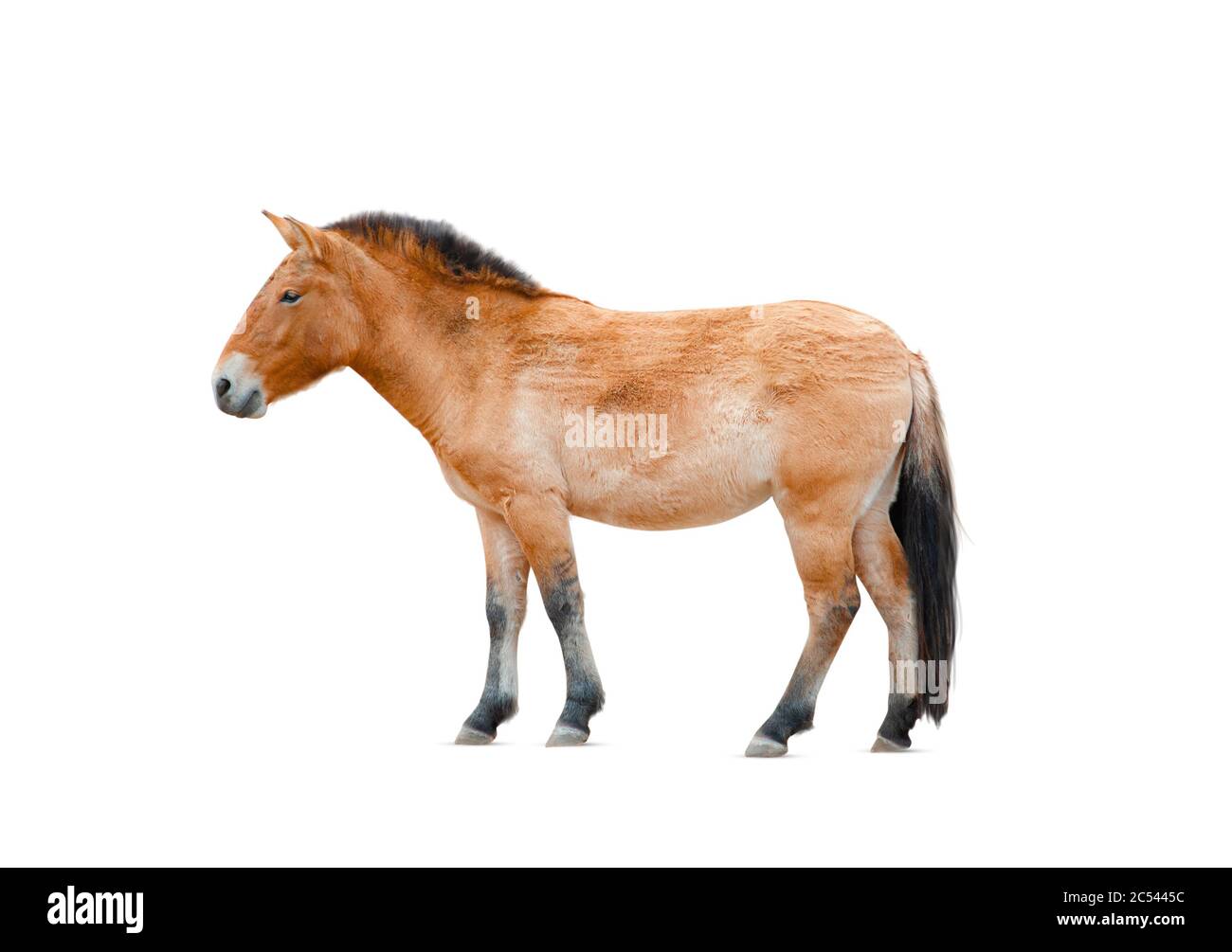Le cheval de Przewalski isolé sur un blanc. lat. Equus przewalskii cabalus, cheval sauvage. Fond blanc Banque D'Images