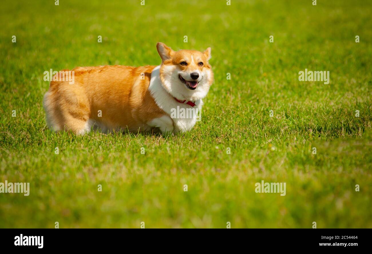 Mignon chien de corgi souriant dans le champ d'été. Corgi gallois pembroke. Chien dans l'arrière-cour, dans le parc Banque D'Images
