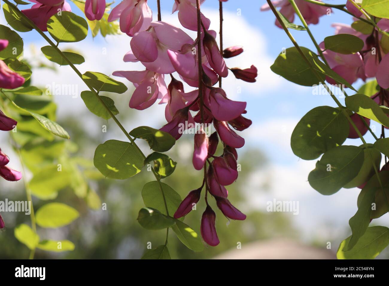 Branche de viscosa de robinia avec fleur pourpre Banque D'Images