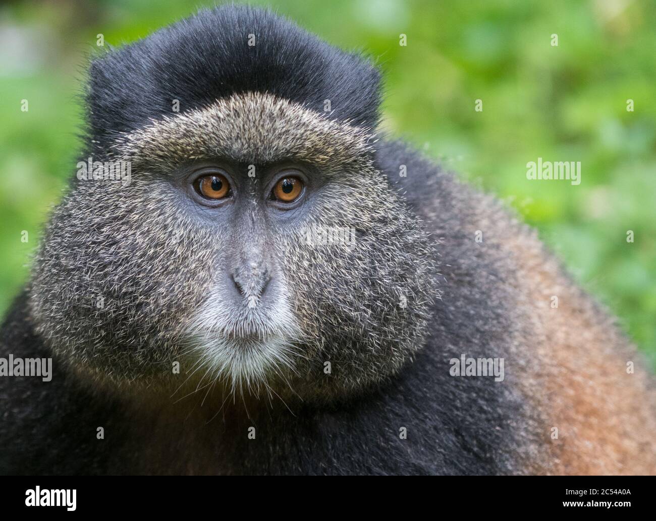 Portrait d'un singe doré dans le Parc national des volcans, Rwanda Banque D'Images