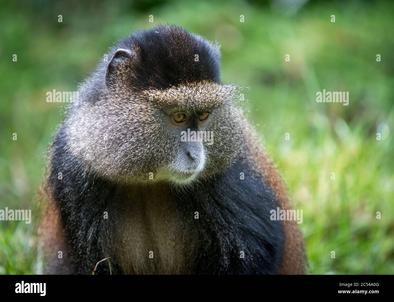 Portrait d'un singe doré avec les mains sur sa bouche dans le Parc national des volcans, Rwanda Banque D'Images